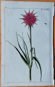 Wilhelm Originaldruck Koloriert Botanik Tragopogon - 1800 - Picture 1 of 1