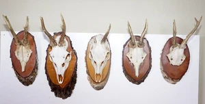 5 Rehgehörne auf Trophäenbrett zum Basteln und Dekorieren - Bild 1 von 3