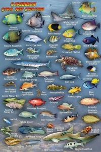 Caribbean Sea Reef Creatures Guide Franko Maps Laminated Fish Card 4" x 6" - Picture 1 of 3