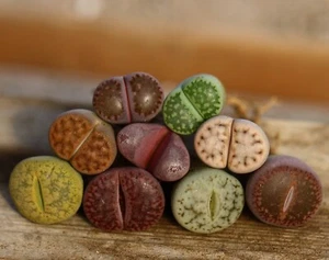 Plant - Combination 9 plants color Lithops - Picture 1 of 11