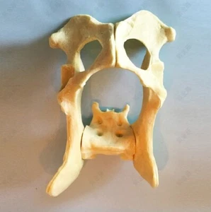 HS canine dog pinbone hipbone model vet anatomy anatomical display study teach - Picture 1 of 1