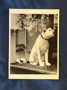 Nipper Vintage Postcard - 1989, photo by Alfred Gescheidt - Picture 1 of 4
