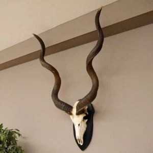 Kudu (Tragelaphus estrepsiceros) antílope trofeo cráneo trofeo HL 131 cm - Imagen 1 de 9