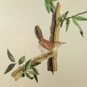 Plato de libro de arte vintage 240 John James Audubon Birds BEWICK'S WREN - Imagen 1 de 3