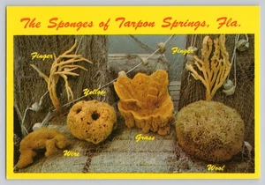 Tarpon Springs FL Esponjas Dedo Amarillo Hierba Lana Tipos Exhibición Postal - Imagen 1 de 2