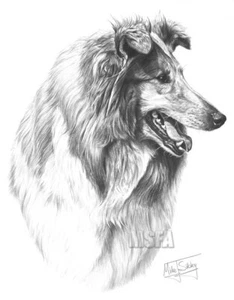 Rough Collie Large Superb Quality Giclee Print by Mike Sibley, Collectable - Picture 1 of 2