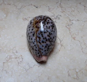 cypraea pantherina red sea shell natural glossy 80mm F++++ NICE light blue color - Picture 1 of 13