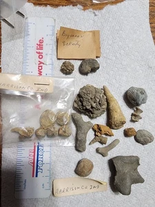 Mixed Fossils from Harrison Co, Indiana Pentromities Horn Coral Blastoids + More - Picture 1 of 9