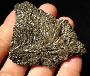 Highly detailed crinoid fossil (70 mm) Pentacrinites minerals Jurassic Coast UK - Picture 1 of 13