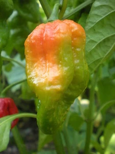 20 SAMEN LEUTSCHAUER PAPRIKA CHILI +GESCHENK - Bild 1 von 1