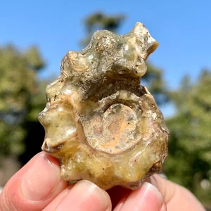 32G Selten! Natürlicher Tentakel Ammonit Fossil Präparat Muschel Heilung Madagaskar - Bild 1 von 24