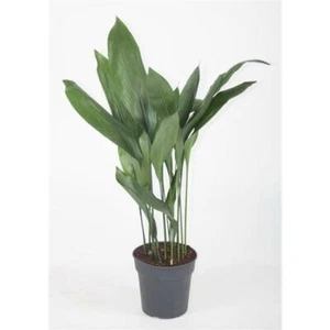 Aspidistra elatior Schusterpalme Metzgerpalme Schildblume Zimmerpflanze - Bild 1 von 5