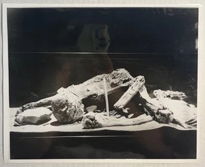 Foto d'epoca Mummy Mammut Cave Kentucky fotografia storica - Foto 1 di 4