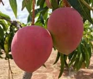 MIYAZAKI RED MANGO SEEDS Fruits Mango Tree Egg of the Sun Mango Mangifera Indica - Picture 1 of 1