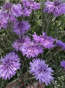 CORNFLOWER Seeds 'MAUVE BALL’ 100+ seeds (Centaurea Cyanus) - Picture 1 of 1