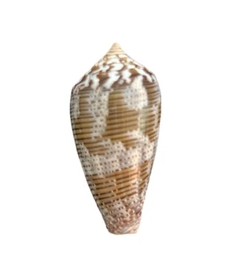 Conus Achatinus - Agate Cone - Thailand 36 mm - Image 1 of 4