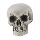 Skull Figurine Creative Attractive Highly Realistic Replica Human Skull Statue