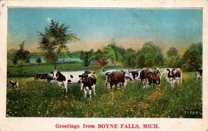 POSTKARTE GRÜSSE VON BOYNE FALLS MICHIGAN - KÜHE AUF DEM FELD - Bild 1 von 2