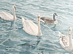 DAVID BLACKBURN Original Aquarell Gemälde "Schwäne auf der Themse bei Henley" - Bild 1 von 10