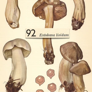 PILZ Pilz Bleivergifter PINKGILL Vintage Lithographie Druck Otto Uzak 1951 - Bild 1 von 2