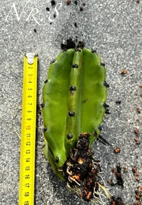 # Selten # Riesen Kaktus 30cm Blüte "Königin der Nacht" mehrere Varianten (19cm) - Bild 1 von 5