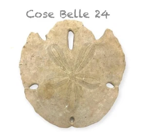 Fossilien Fossile Clypeater Meereskeks prähistorisch  Sammler Größe ca. 12x12cm - Bild 1 von 5