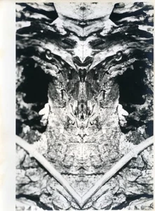 France Study of Tree Portrait Detail Monster Old Photo 1960 - Picture 1 of 3