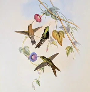 John Gould St. Domingo Kolibris Vintage Vogel Kunstdruck Exlibris 347 - Bild 1 von 4