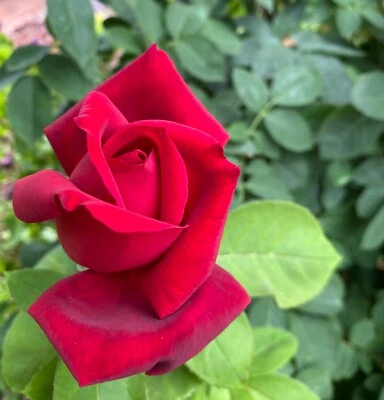 Rose Bush VELVET RED 5 Unrooted Live Flower Plant Cuttings For Grafting - Image 1 of 4