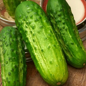 Boston Pickling Cucumber Seeds, NON-GMO, ORGANIC, HEIRLOOM - Free Shipping! - Picture 1 of 2