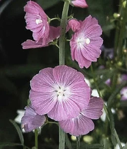 Miniature Hollyhock Seeds  (Sidalcea) FREE SHIPPING! - Picture 1 of 1
