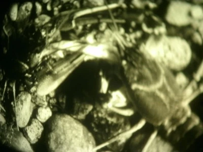16mm Soviete education " Lifestyle of a crayfish " Film b/w Movie Nature - Image 1 of 4