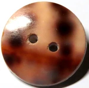 WONDERFUL ANTIQUE FRENCH COWRIE SHELL SEW THROUGH BUTTON - Picture 1 of 2