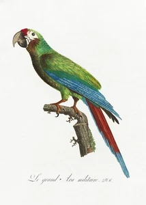 Plate No. 6 Great Military Macaw History of Parrots by Francois Levaillant Repro - Picture 1 of 2