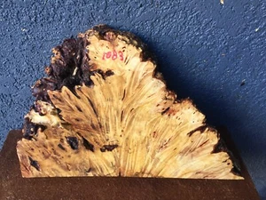 Buckeye Burl lastra bordo naturale tornitura artigianale 2" x 5-12,5" x 20" #1083 - Foto 1 di 7