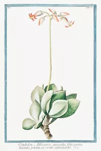 13737. Póster de decoración. Habitación diseño floral. Planta de jardín. Arte botánico. Cotiledón - Imagen 1 de 1