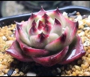 $80Free postage Echeveria blue dragon 3cm succulent - Picture 1 of 5