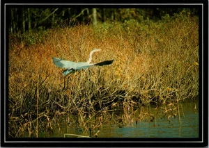 Foto postal Maine ME garza azul en vuelo por Howard Dyer - Imagen 1 de 2