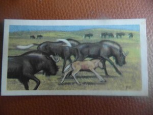 GB Brooke Bond "Wildlife in Danger" 1963 tea-card No.20 'Black Wildebeest'.