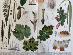 DISEASES OF PLANTS CHROMOLITHOGRAPH Vintage Book Plate NATURAL HISTORY NATURE - Picture 1 of 2