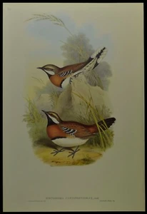 John Gould Chestnut-breasted Ground-thrush British Museum Official Limited Print - Picture 1 of 2