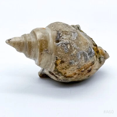 Fossil, versteinerte Schnecke / Muschel, Versteinerung - lacuna vincta 8cm - Bild 1 von 4