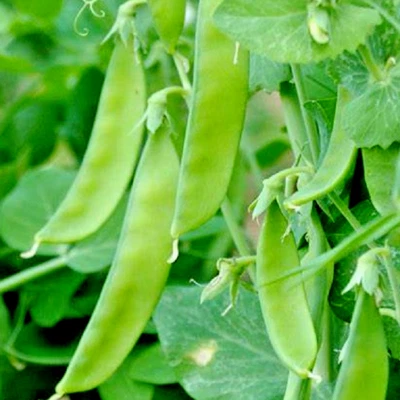 SNOW PEA Mammoth Melting Climbing 40 Seeds HEIRLOOM Cool Season Vegetable Garden - image 1 of 4
