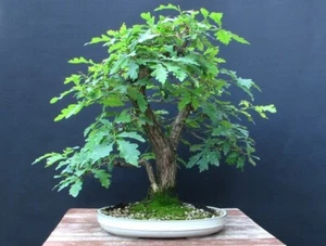 English Oak (Quercus robur) - suit Bonsai - 20cm - Picture 1 of 9