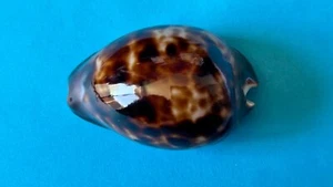 CYPRAEA ZOILA VENUSTA EPISEMA F. SORRENTENSIS SEASHELL F+++ 56.5 mm - Picture 1 of 10
