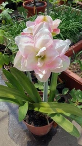 Imported Amaryllis Lily Flower Bulbs for Planting Pack Of 1 bulb(Whitish Pink) - Picture 1 of 3