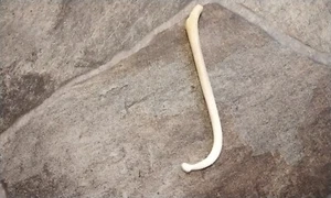 Coon Dick Super Dick This is Huge For 1 Raccoon Baculum Stir Stick From USA - Picture 1 of 2