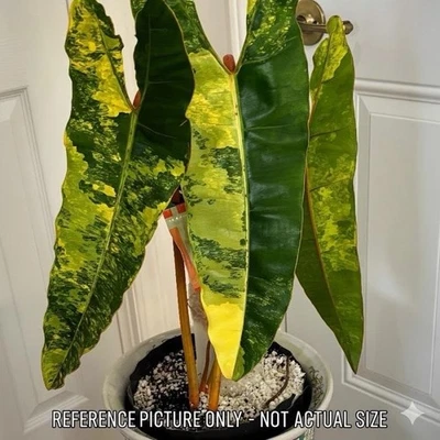 Variegated Philodendron Billietiae Tissue Culture Plantlet | Rare TC - Image 1 of 4