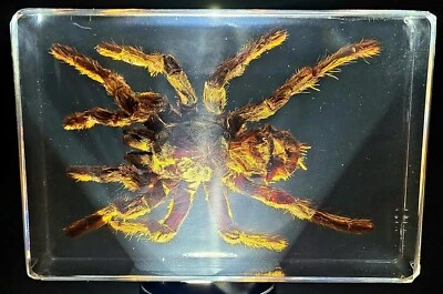 Large 5.3" Tarantula Spider in Clear Lucite Resin Science Education Specimen - Image 1 of 4