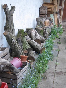 Walnussholz Stammholz Scheiben - Bild 1 von 7